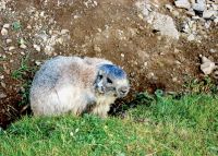 Marmotte devant son trou